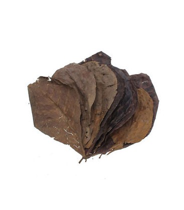 Zolux Aquaya foglie di catappa conf.da 14 pezzi