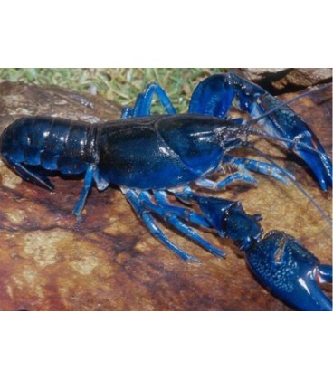 Nephropidae Blue Lobster