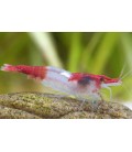 Neocaridina davidi Kohaku shrimp