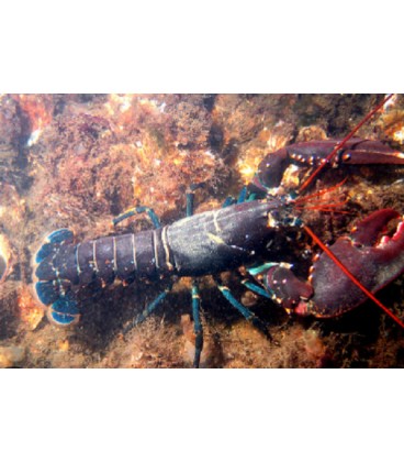 NephropidaeRed Lobster