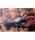 Nephropidae Red Lobster