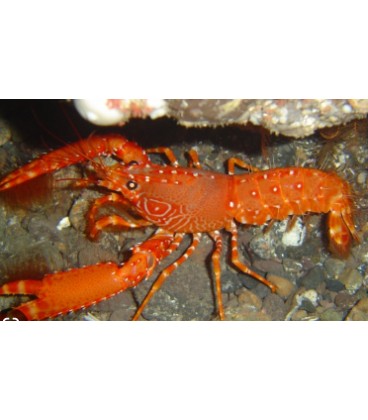 Nephropidae Orange Lobster