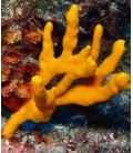 Hymeniacidon sponges mix color (spugne)