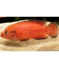 Rubricatochromis exsul 4/5 cm