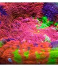Coralli duri lps