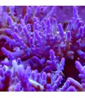 Coralli duri sps